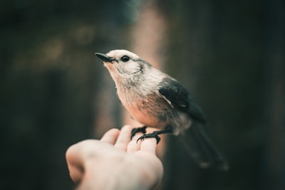 Taupe swallow bird
